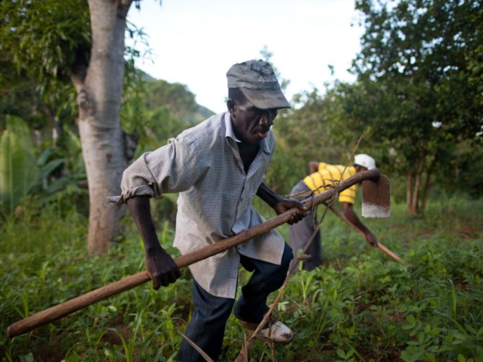 Haitian farmers working together to regenerate their land. Photo by Ben Depp.