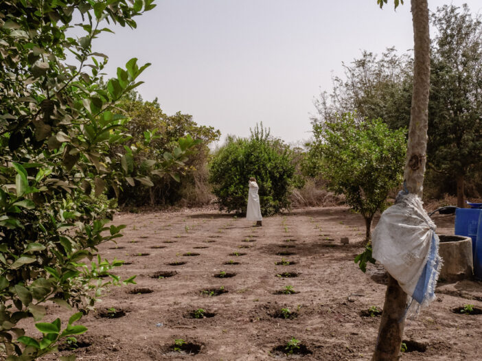 Zai pits in Mohammed's agroecology demonstration farm