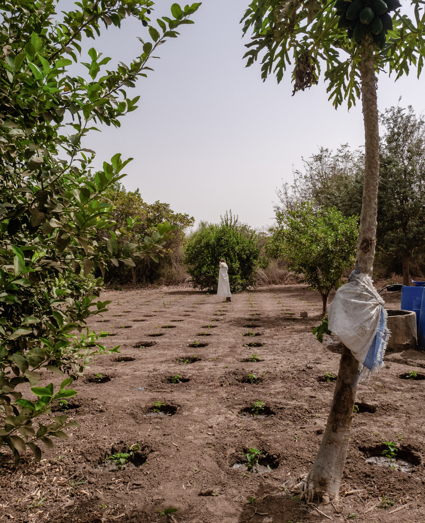 Agroecology in Senegal: Zai pits