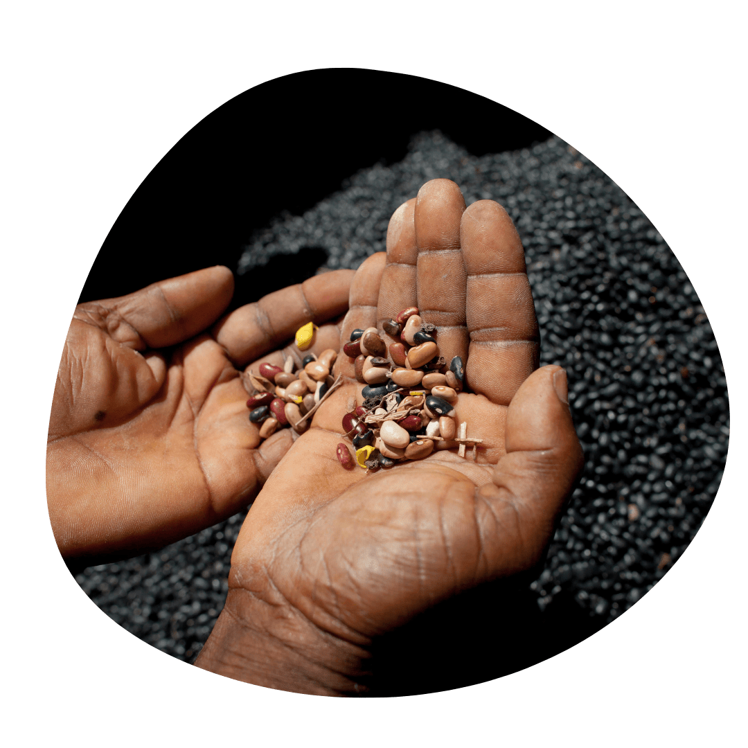 Agroecology strengthens local seed systems