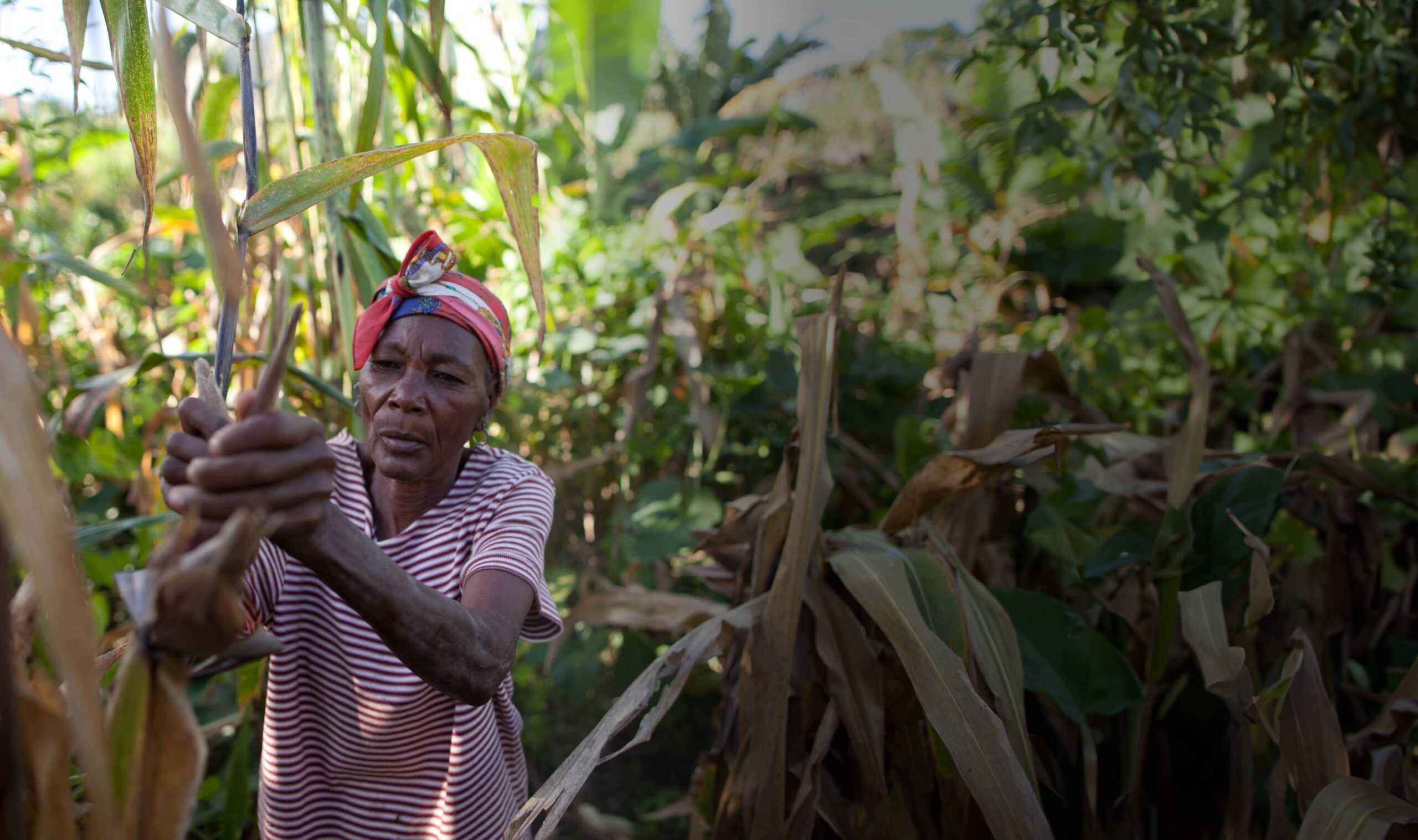 Agroecology for ground-up systems change