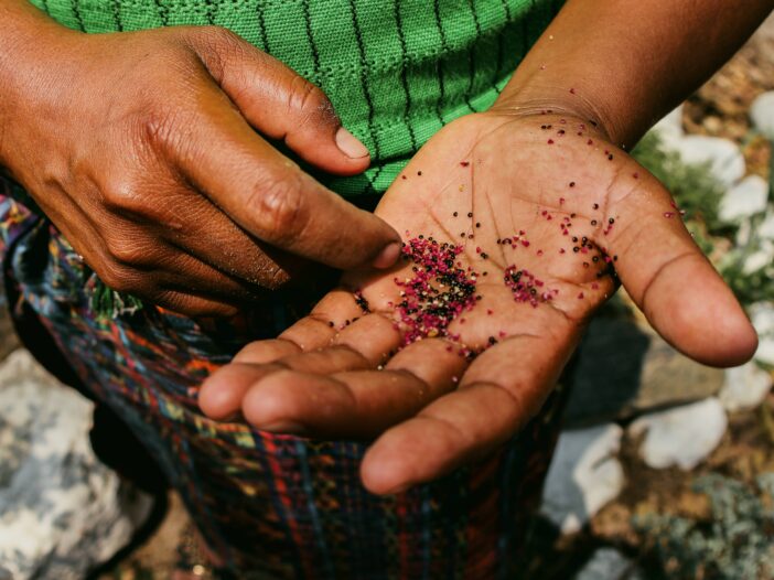 Hands holding pink amaranth seeds