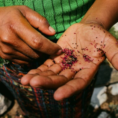 Hands holding pink amaranth seeds