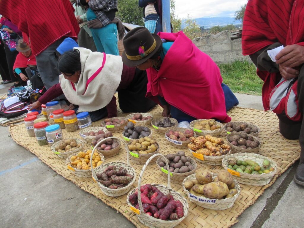 Connecting Indigenous farmers to local markets in Ecuador