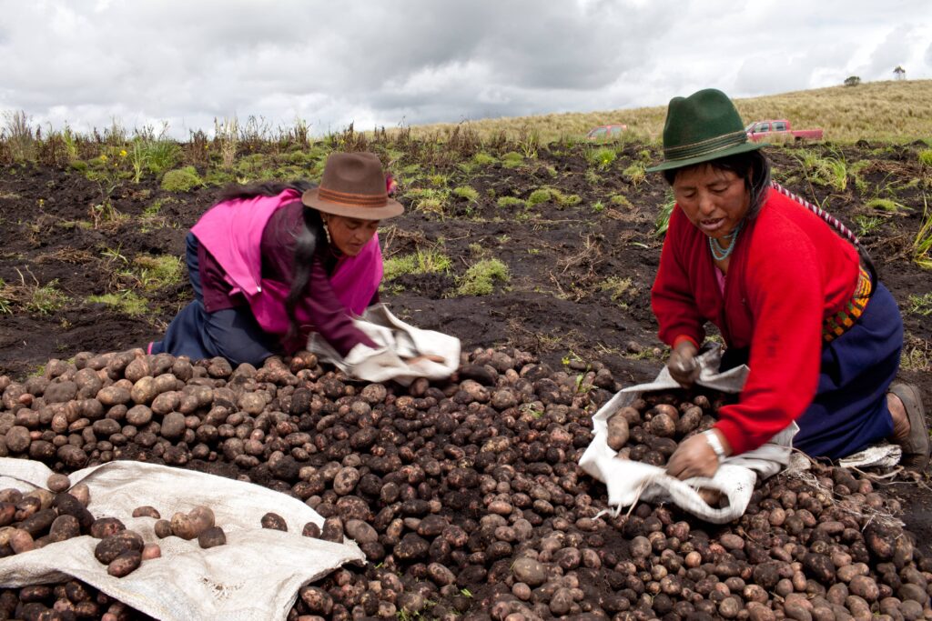 Quechua women farmers cultivating potatoes in the Andes