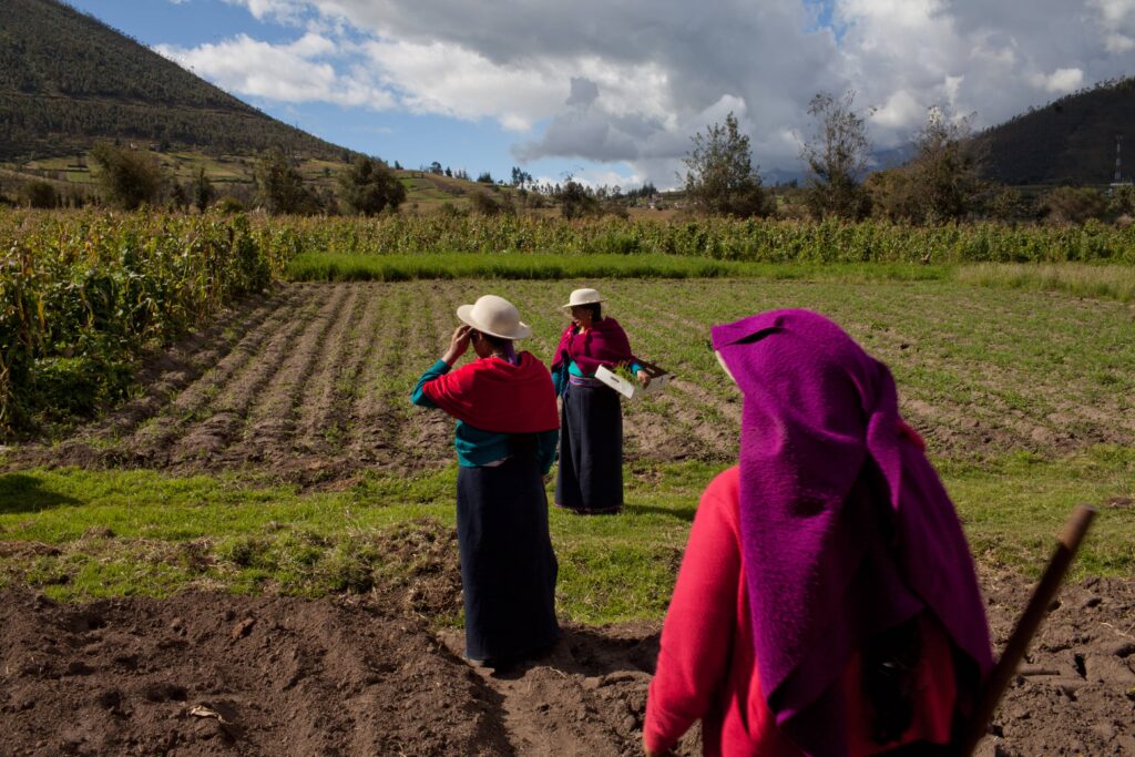 Recovering agrobiodiversity in Ecuador through Indigenous farming.