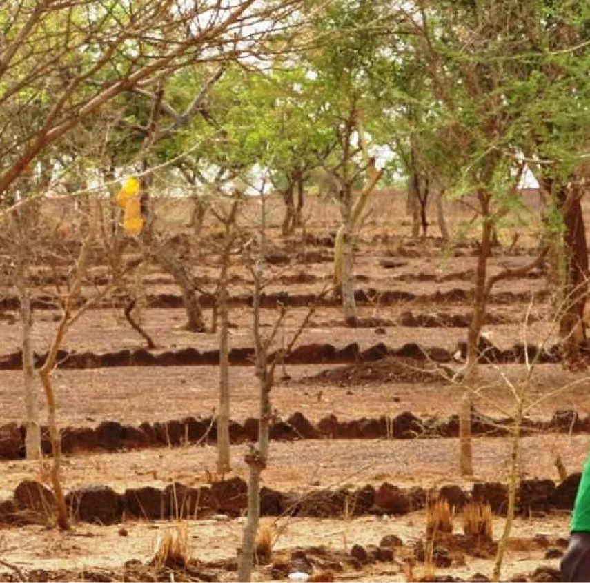 Agroecological farming practices: Stone contour barriers