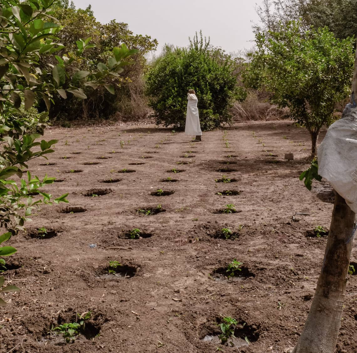 Regenerative farming techniques: Zaï pits