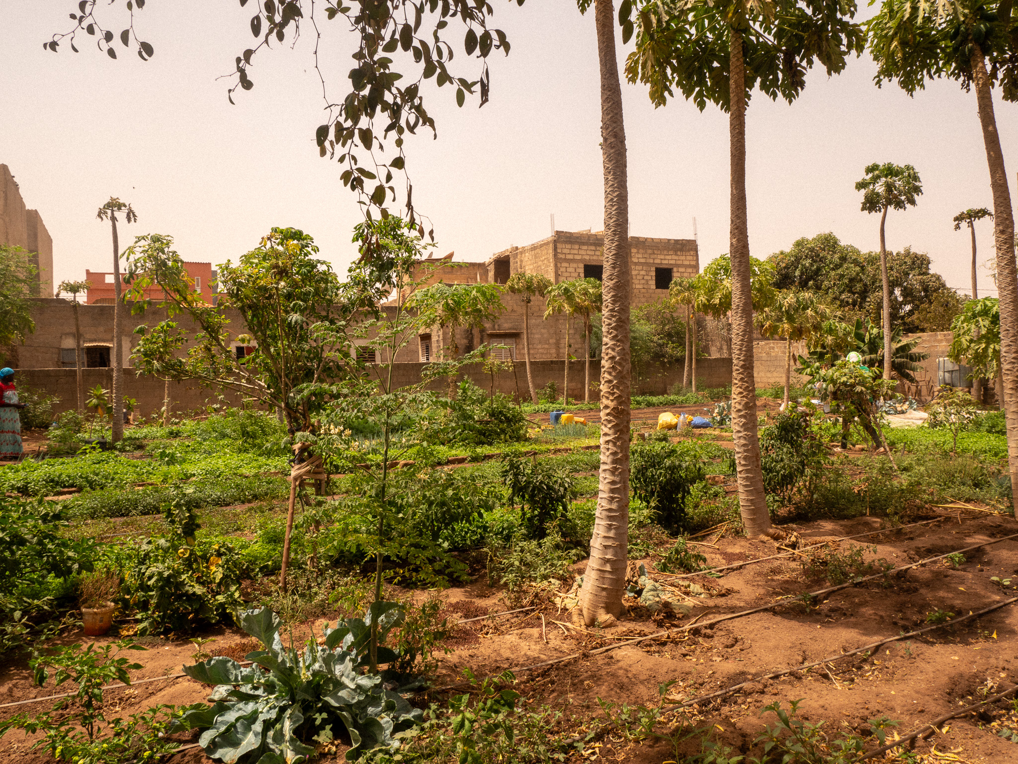 Penda's urban family garden using agroecology in Senegal