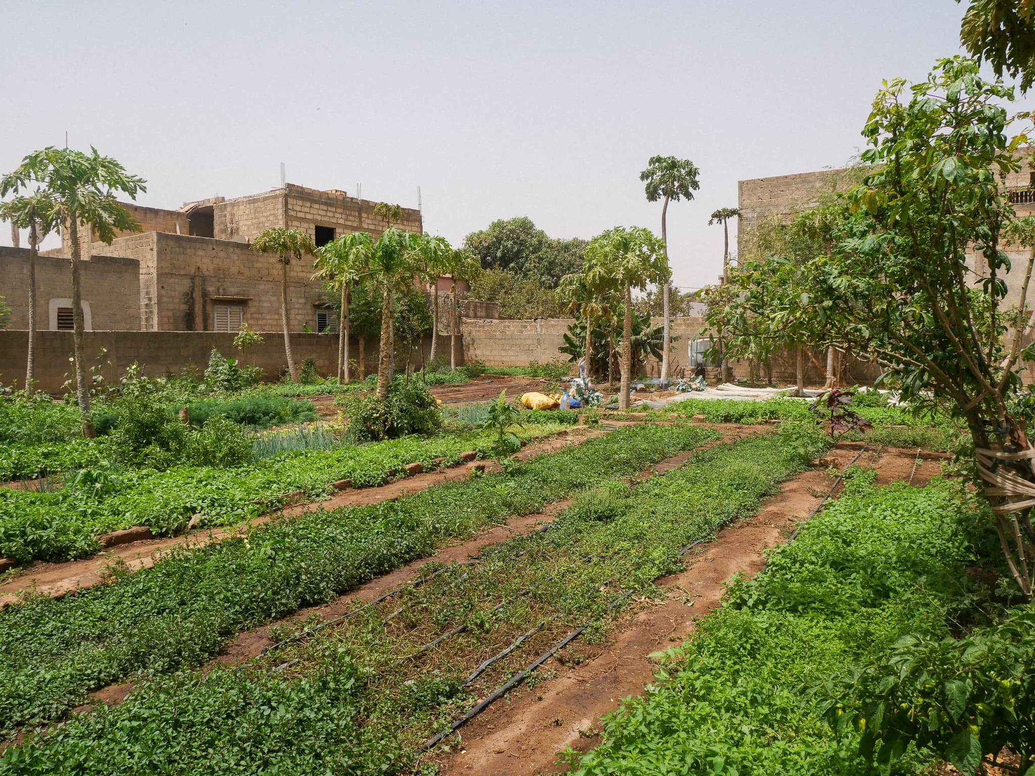 An agroecological city garden in the middle of Thiès, Senegal