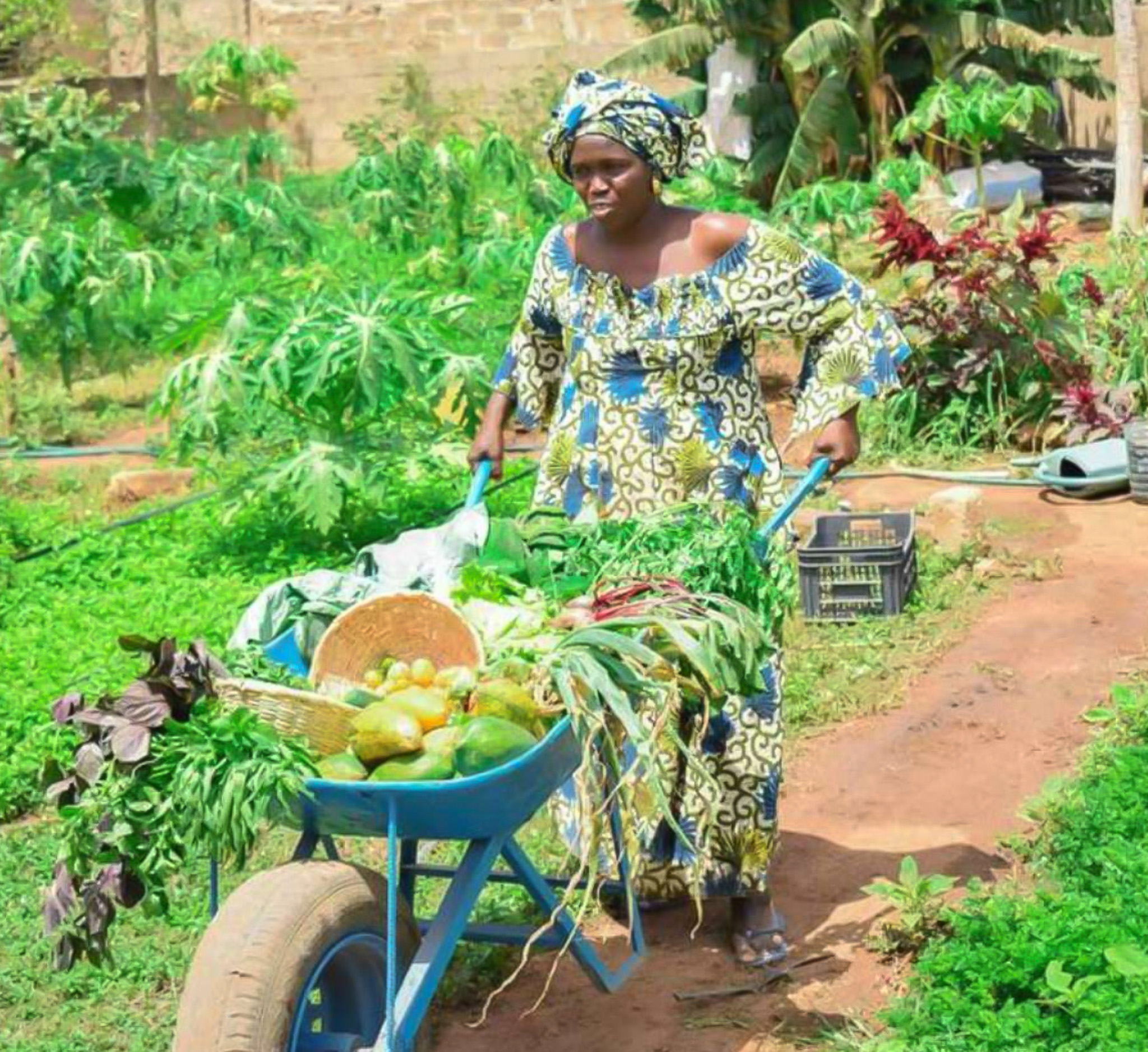 Penda's agroecological urban farm in Senegal