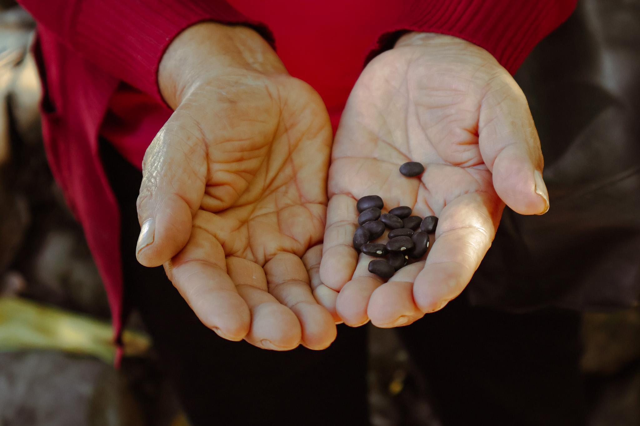 Manos con semillas negras en Guatemala