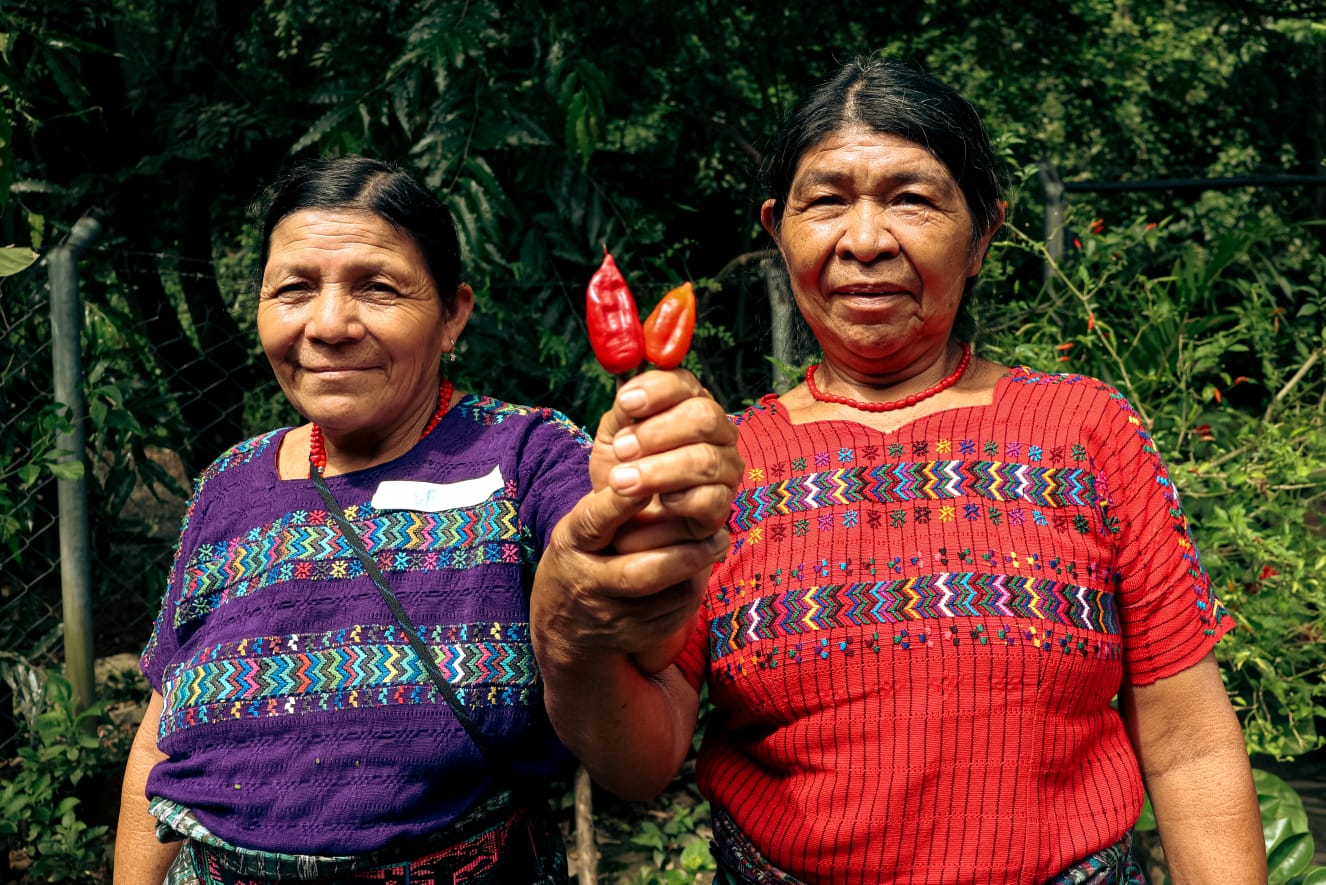 Reservas estratégicas de granos de Honduras y Guatemala