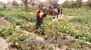 Market Gardening as a Lifeline for Young Farmers in Burkina Faso - Association Nourrir Sans Détruire